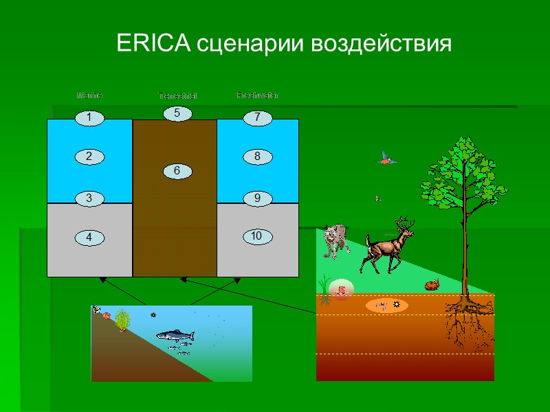 ERICA сценарии воздействия ERICA сценарии воздействия